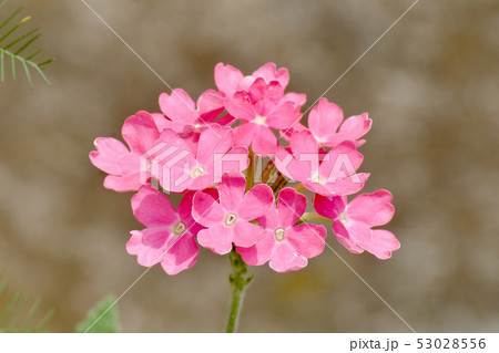 三鷹中原に咲くピンクのバーベナ 三鷹中原に咲くピンクのバーベナ 53028556