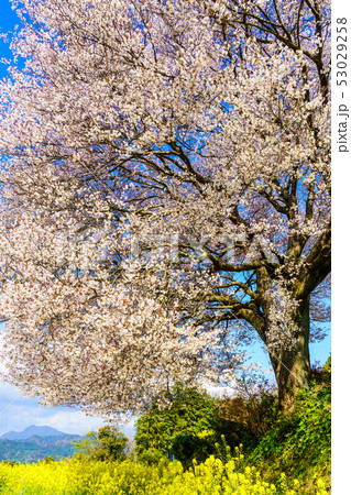 馬場の山桜と菜の花 【佐賀県武雄市】 馬場の山桜と菜の花 【佐賀県武雄市】 53029258