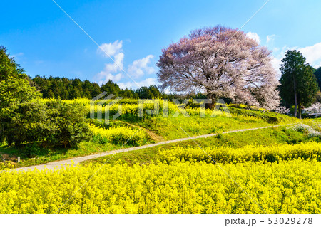 馬場の山桜と菜の花 【佐賀県武雄市】 馬場の山桜と菜の花 【佐賀県武雄市】 53029278