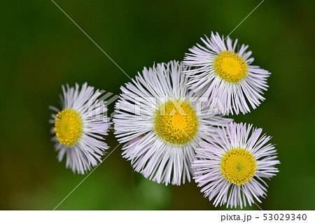 ハルジオン(春紫苑) ハルジオン(春紫苑) 53029340