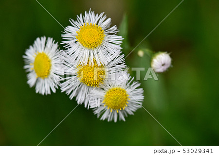 ハルジオン（春紫苑） 53029341