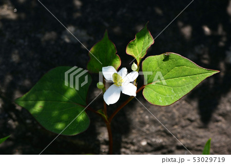 どくだみの花 どくだみの花 53029719