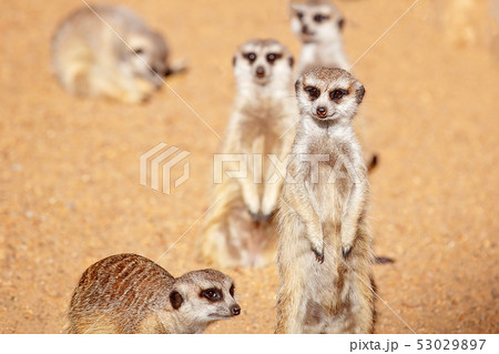 Always Active And Cheeky Meerkats 53029897