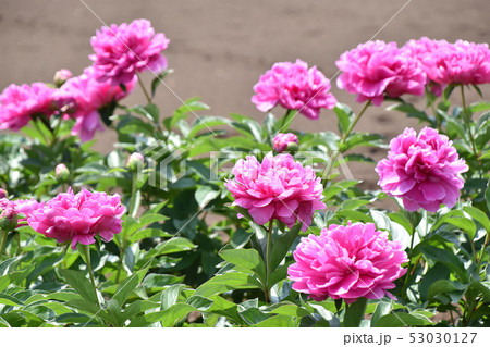 シャクヤク（芍薬） 53030127