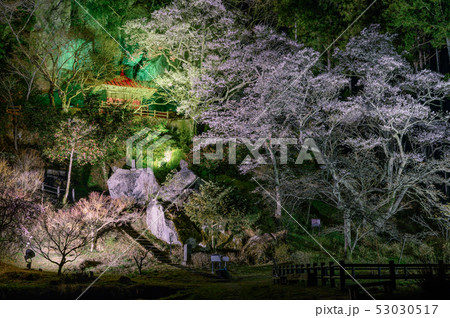 堂の下の岩観音 夜桜とお堂 栃木の夜桜名所 ライトアップの桜 浮かび上がる桜 那須塩原の桜の写真素材