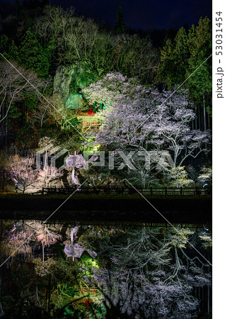 堂の下の岩観音 水面に映る夜桜とお堂 栃木の夜桜名所 浮かび上がる桜 那須塩原の桜の写真素材