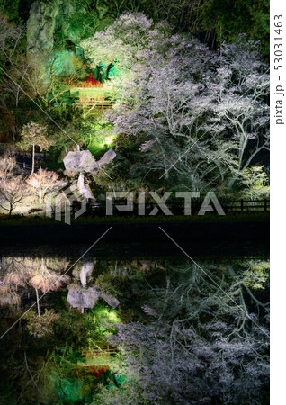 堂の下の岩観音 水面に映る夜桜とお堂 栃木の夜桜名所 浮かび上がる桜 那須塩原の桜の写真素材