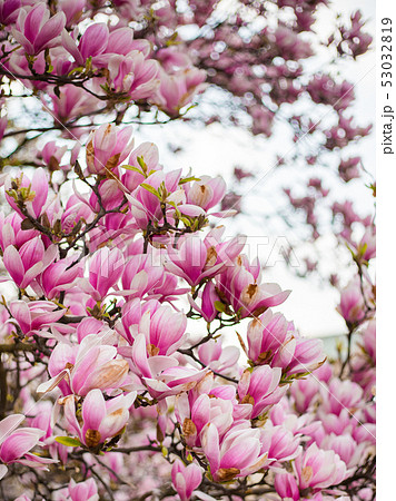Beautiful purple magnolia flowers in the spring season on the magnolia tree. Pink bloom. Beautiful purple magnolia flowers in the spring season on the magnolia tree. Pink bloom. 53032819