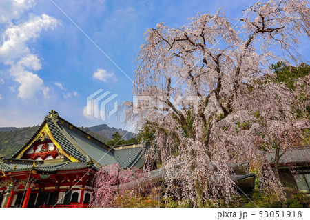 【山梨県】身延山久遠寺 樹齢400年のしだれ桜と祖師堂 【山梨県】身延山久遠寺 樹齢400年のしだれ桜と祖師堂 53051918