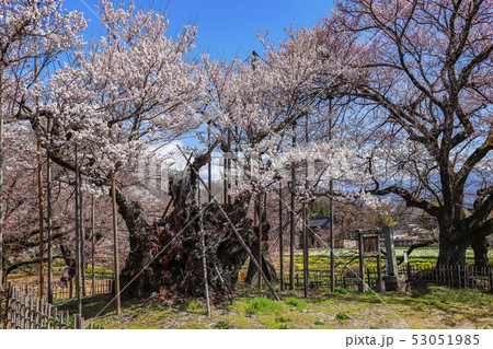【山梨県】日本三大桜　山高神代桜 53051985