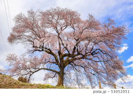 山梨縣尼崎市 在wanizuka的櫻花 照片素材 圖片 圖庫