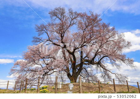 【山梨県韮崎市】わに塚の桜 53052062