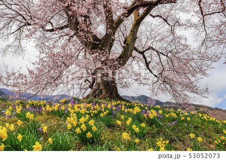 【山梨県韮崎市】わに塚の桜 【山梨県韮崎市】わに塚の桜 53052073