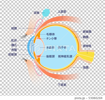  Eye Cross section Anatomy (with name) 53060284