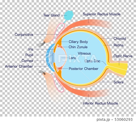 眼睛橫截面解剖（英文名稱） 53060293