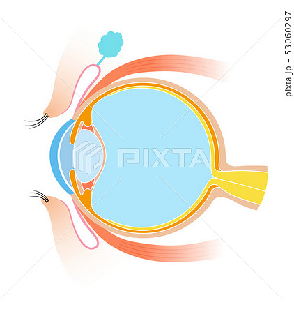 目　断面図　解剖学 53060297