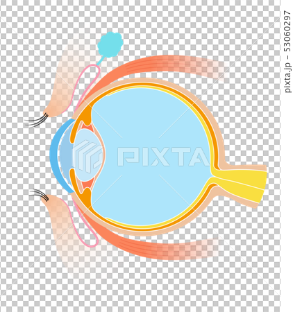  Eye sectional view Anatomy 53060297