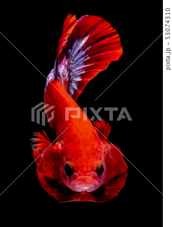 Betta fish  red hellboy in the aquarium black blac 53074310