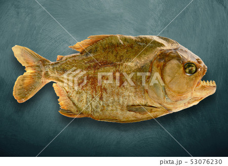 isolated embalmed piranha in dark background 53076230