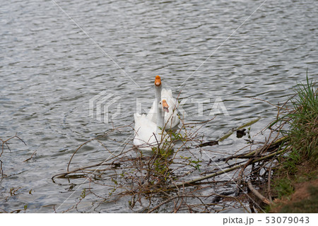 中国 チャイナ 磁器 53079043