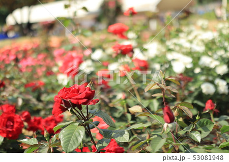 バラ 赤いバラ 53081948