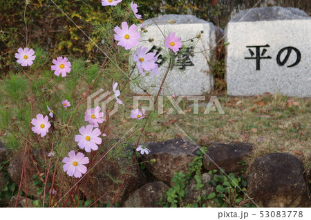 秋のUR多摩平の森団地 53083778