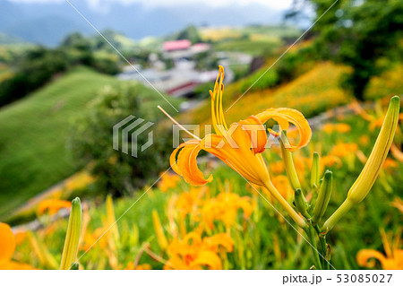 ニッコウキスゲ キスゲ デイリリー 53085027
