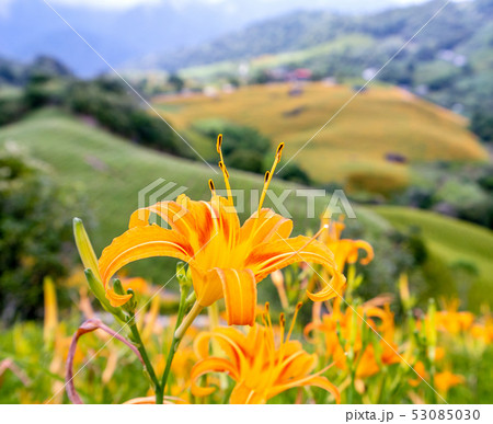 ニッコウキスゲ キスゲ デイリリー 53085030