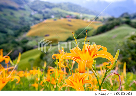 ニッコウキスゲ キスゲ デイリリー 53085033
