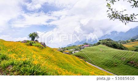 ニッコウキスゲ キスゲ デイリリー 53085610