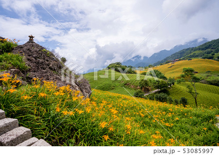 ニッコウキスゲ キスゲ デイリリー 53085997