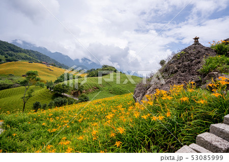 ニッコウキスゲ キスゲ デイリリー 53085999