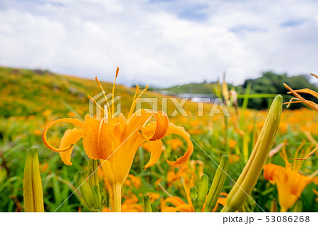 ニッコウキスゲ キスゲ デイリリー 53086268