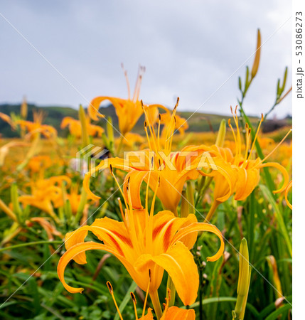 ニッコウキスゲ キスゲ デイリリー 53086273