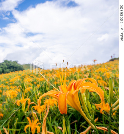 ニッコウキスゲ キスゲ デイリリー 53086300