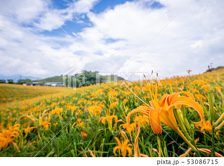 ニッコウキスゲ キスゲ デイリリー 53086715