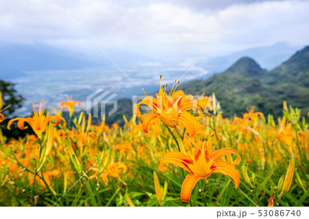 ニッコウキスゲ キスゲ デイリリー 53086740