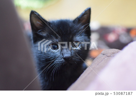 黒猫ちゃんの写真素材
