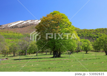 笹ヶ峰牧場の新緑の写真素材