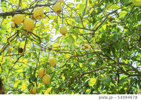 Lemon garden of Sorrento 53094678