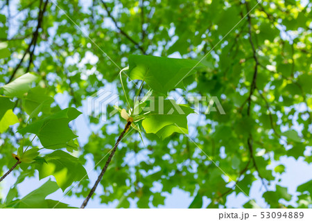 ユリの木：新緑 53094889