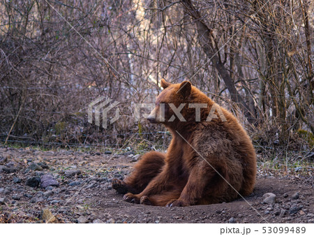 黄昏るクマ 53099489