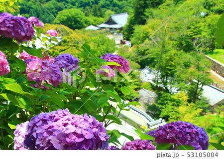 長谷寺（奈良県　桜井市）に咲く紫陽花 53105004