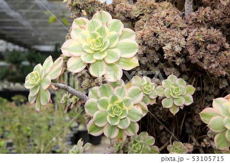 多肉植物 サボテン 植物園 53105715
