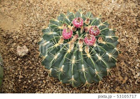 多肉植物 サボテン 植物園 53105717