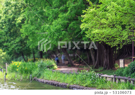 東京 春の石神井公園 東京 春の石神井公園 53106073