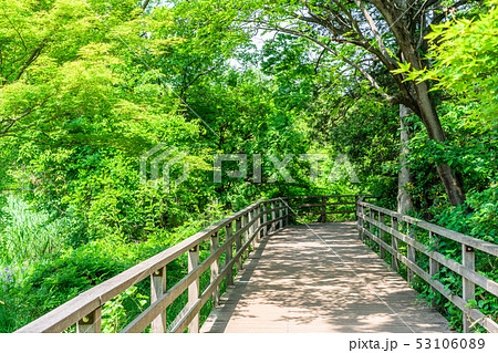 東京 春の石神井公園 東京 春の石神井公園 53106089