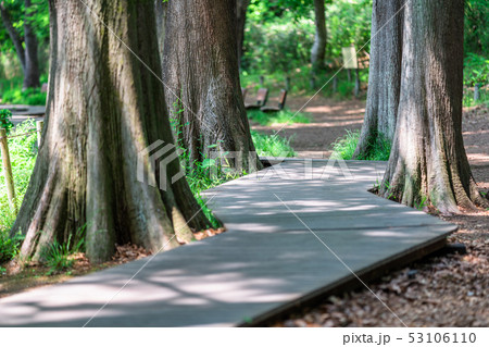 東京 春の石神井公園 東京 春の石神井公園 53106110
