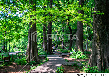 東京　春の石神井公園 53106113