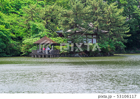 東京　春の石神井公園（三宝寺池） 53106117